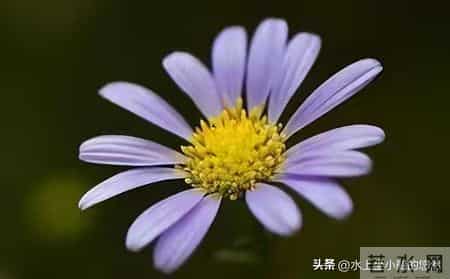 先苦后甜的5大生肖,年轻时波折,中年富晚年享福金银滚滚堆成山