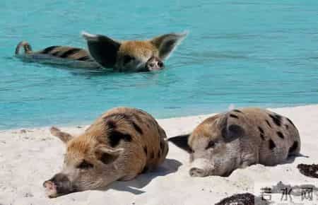 来迟了！猪猪猪：12月18日颇受财神眷顾，好运势爆棚！