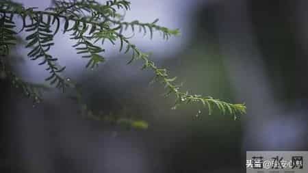 月底冒头红，1月节节高，2026直接起飞！生肖猪要发大财了