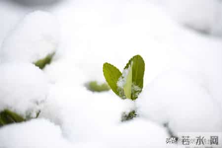 “冬至逢单，挨冰冻；冬至逢双，暖烘烘”，今年冬至逢单还是逢双