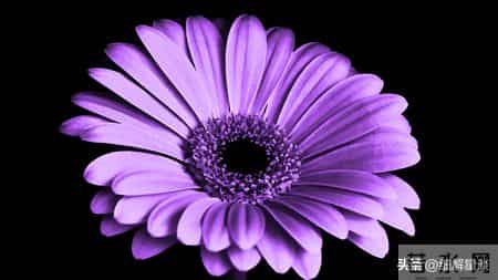 第二名：生肖羊，12月19号，接下来25天，得跟你说句大实在话！