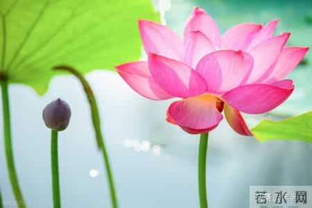 关东风雪情——晨晨惹祸(141)