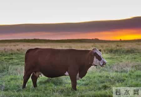 “恭喜！恭喜！”属牛人要“乐”了，明后几天接下这个“大囍”，好日子奔腾而来！