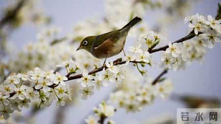 12月19日今日生肖，生肖兔，即将喜从天降