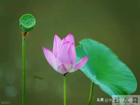 先苦后甜的5大生肖,年轻时波折,中年富晚年享福金银滚滚堆成山