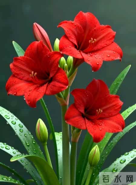 我很崇拜你，这一生我只为你写诗