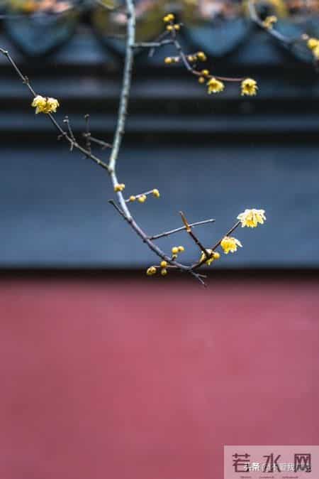 "春有桃花斗芬芳夏有荷花不染塘。秋有菊花伴明月.."请续尾句！