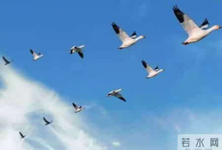 尘封的唐朝七律明珠，这6首七律水平极高，却极少有人知