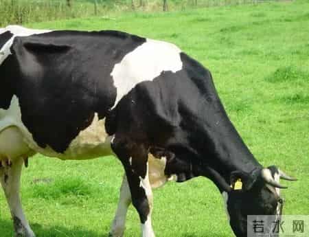 “恭喜！恭喜！”属牛人要“乐”了，明后几天接下这个“大囍”，好日子奔腾而来！