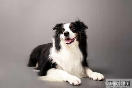 生肖狗迎民俗“双四喜”！靠谱特质引福运，普通人也能好事连连