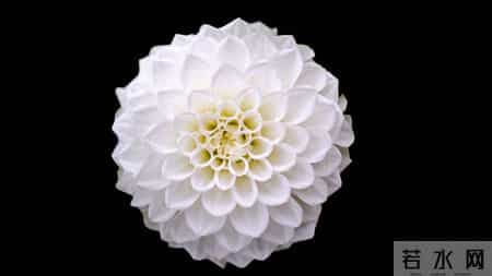 12月19日今日生肖,生肖羊,即将喜从天降