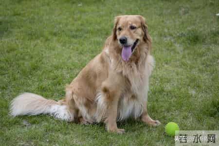 生肖狗迎民俗“双四喜”！靠谱特质引福运，普通人也能好事连连