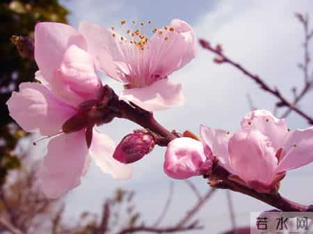 尘封的唐朝七律明珠，这6首七律水平极高，却极少有人知