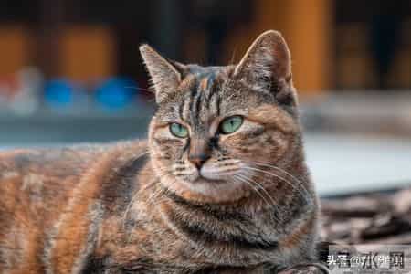 猎杀吧少年——(三十三)黄鼠狼的故事