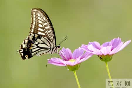 古代落榜生最精彩的8首诗，让我们一览失意中的文采飞扬
