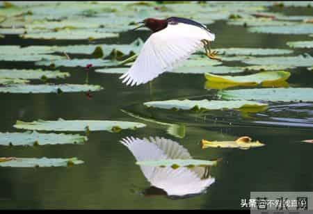 "半亩荷塘能盛月"你没有惊艳的下联?