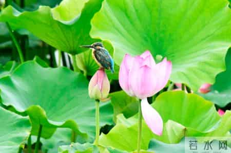 古代落榜生最精彩的8首诗，让我们一览失意中的文采飞扬