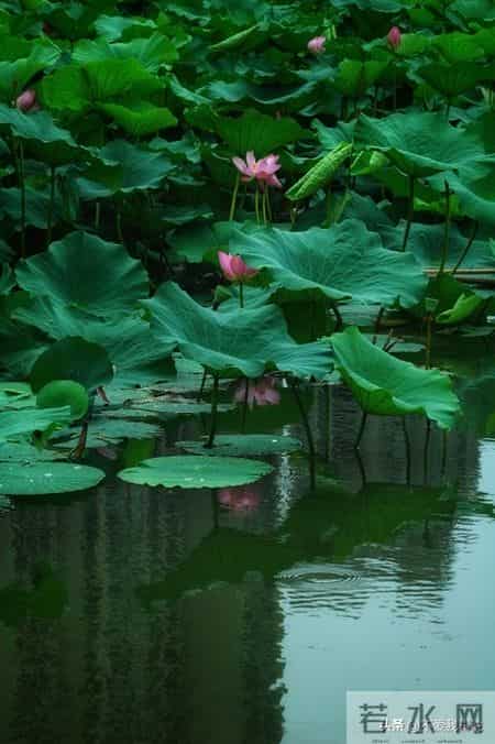 "半亩荷塘能盛月"你没有惊艳的下联?