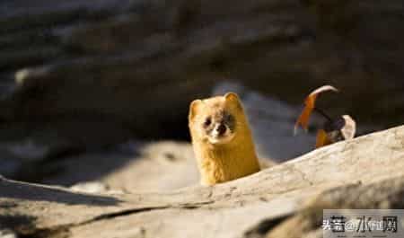 猎杀吧少年——(三十三)黄鼠狼的故事