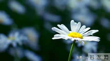 先苦后甜的5大生肖,年轻时波折,中年富晚年享福金银滚滚堆成山