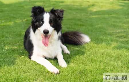 生肖狗迎民俗“双四喜”！靠谱特质引福运，普通人也能好事连连