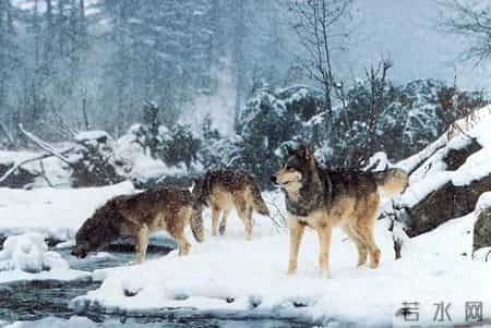 断腿野狼深夜闯农家送还失物，此后频繁登门以物换食，只为了复仇