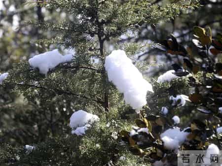 咏雪最好的8首诗词，藏着千古名句，哪一首才是你心中的第一