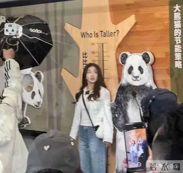 张含韵成都看熊猫，小香风皮卷发一搭，甜成软糖萌化啦