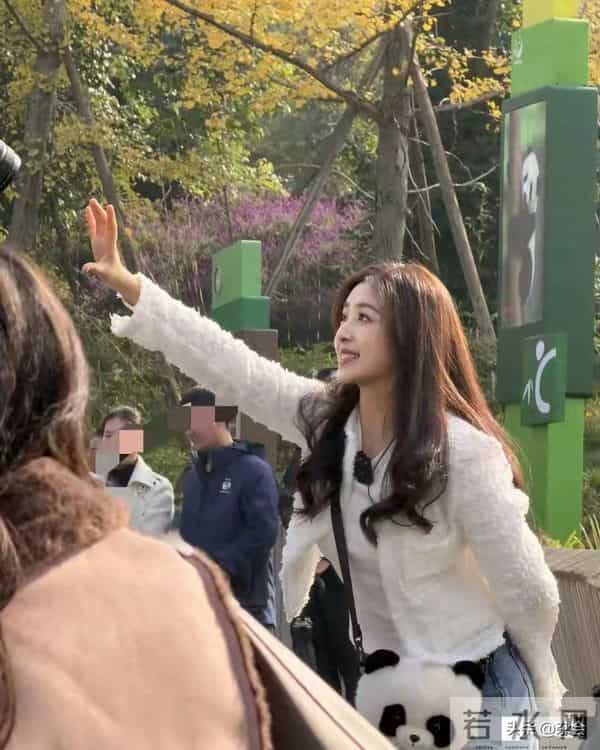 张含韵成都看熊猫，小香风皮卷发一搭，甜成软糖萌化啦