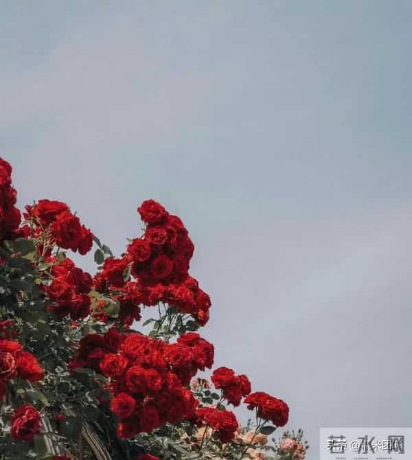 女人真正动情后，从不主动，而是在这三种行为上“默许”你，很准