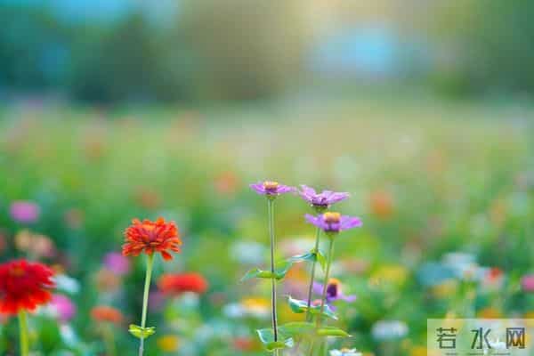 想你了，我最爱的人，相隔万水千山，相思朝朝暮暮