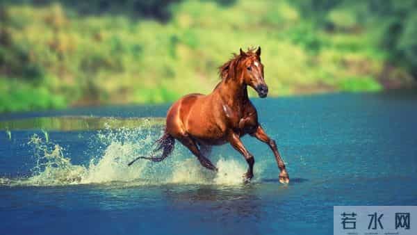 生肖马注意：这四天别硬扛，聪明人都懂“转弯”的智慧