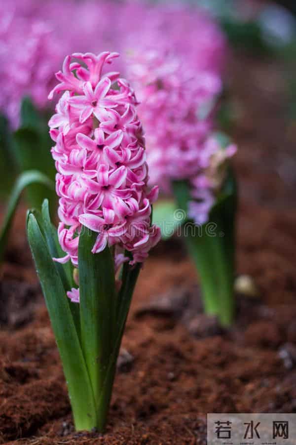 事实上，一个不喜欢你的女人，才会如此对待你