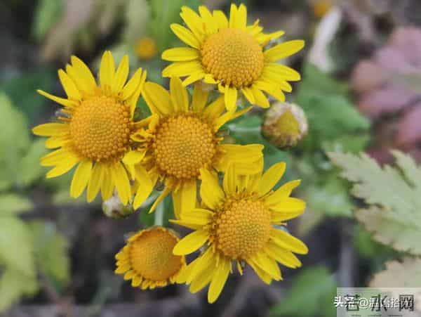 两性关系，65女人大实话，男人过了70岁，只剩下一个用处