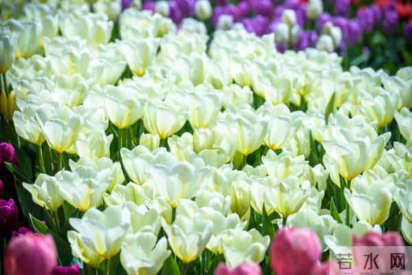 女人被你征服后，不会主动告白，但会这样做