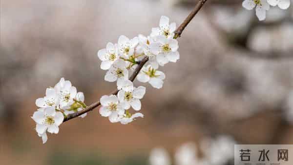 我哥借30万给侄子买房，我让他打借条签合约，母亲说我不孝没亲情