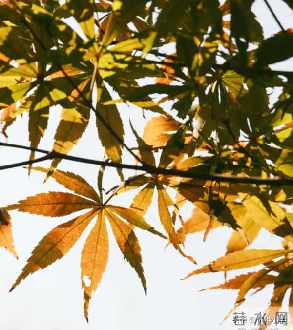 人到中年才顿悟：不论男女，只要有过一次背叛，晚年只剩两种活法