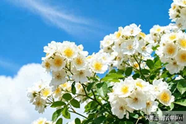 弘一法师：女人最大的悲哀，是终其一生都未曾真正爱过自己。