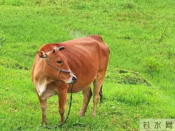 金牛座十二月份：那个替你扛事的人要退场了