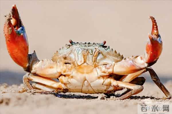 巨蟹的温柔藏着锋 爱像潮水来得汹涌深情不设防 心凉转身悄无声息