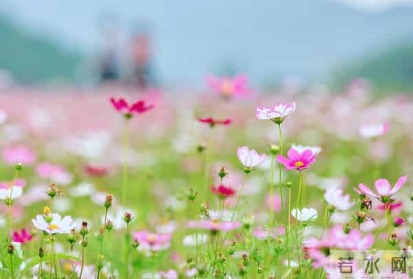 我为什么执着于你？