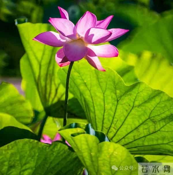 努力的人，转错的弯，走错的路，都会成为独一无二的风景。