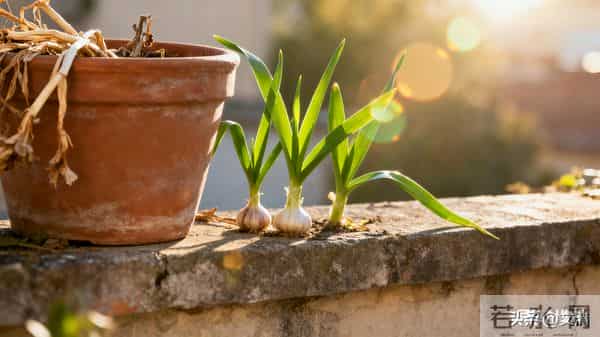 散文：一花一世界，一生一归期