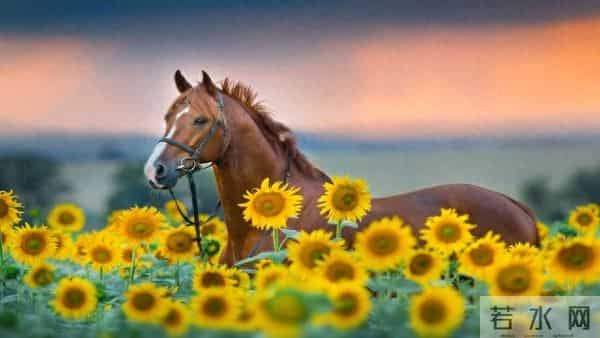 生肖马注意：这四天别硬扛，聪明人都懂“转弯”的智慧