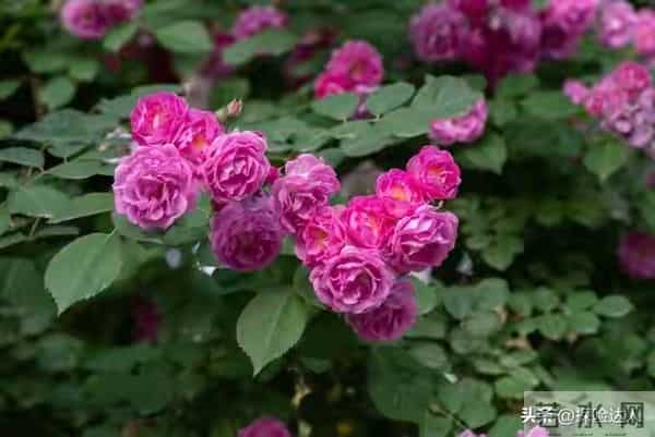 人有五相，不富也旺一个女人拥有这5种面相，很有福气