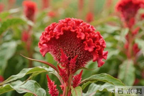 今晚过后霉运清零啦，明天开始，好运要像小尾巴跟着你咯！