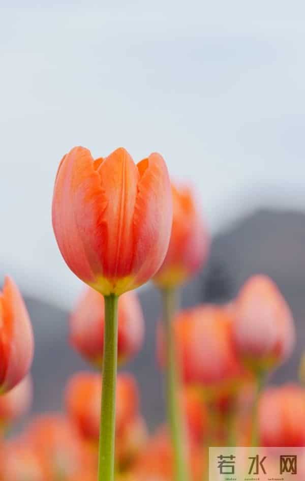 搞定女人的“千古定律”：不是花钱讨好，而是做好这件“笨事”