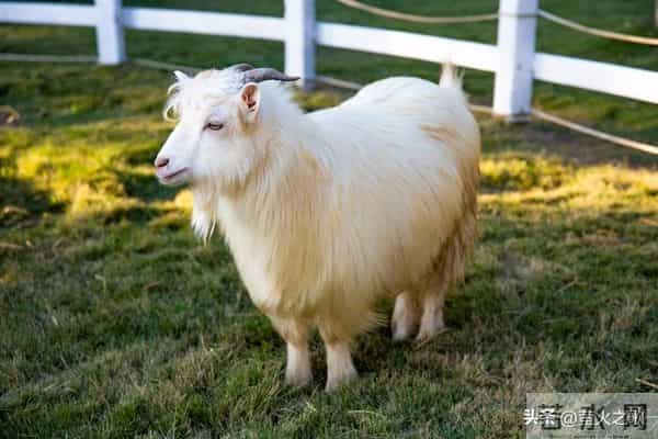 属羊人，过了今年！往后3年好事多多，尤其是2026和2027年！