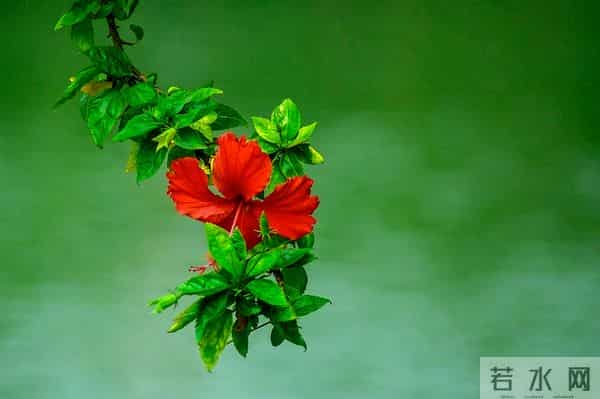 人老了最大的悲哀不是病，不是死，而是家里只剩一个人孤独的活着