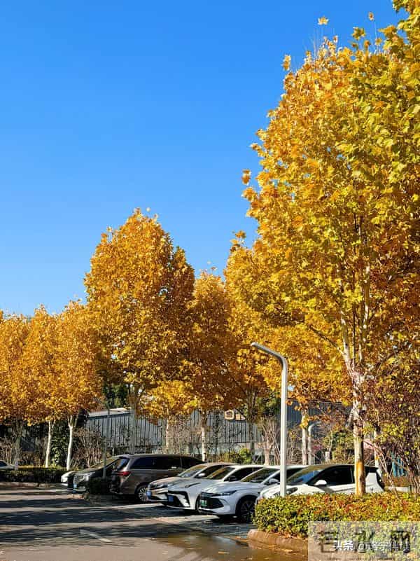 非常强大的3个生肖女，不内耗，连抑郁都能自愈！